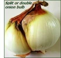 onion-bulb split – how to grow onions