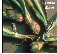 Onion diseases-smut