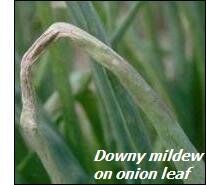 Onion diseases-downy mildew