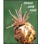 Onion diseases-pink root