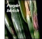 Onion diseases-purple blotch