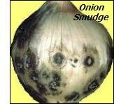 Onion diseases-smudge
