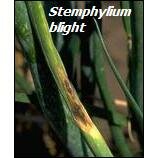 Onion diseases-stemphylium blight