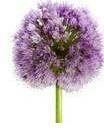 onion flower purple – growing onions