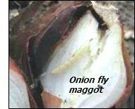 Onion pests – onion fly maggot