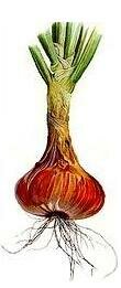 growing onions - beautiful red onion picture