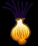 how to grow onions