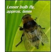 Onion pests – lesser bulb fly