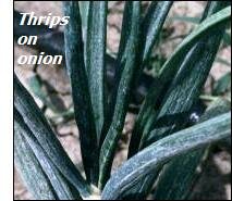 Onion pests – thrips