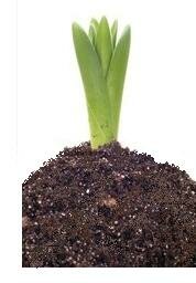 soil conditions for growing onions