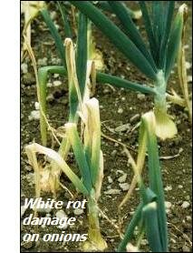 Onion diseases-white rot damage