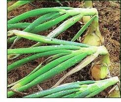 onions growing in garden