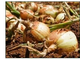 growing onions – maturing in field