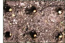 grow onions – planting onion sets