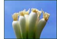how to grow onions – onion seedlings trimmed