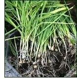 onion seedlings