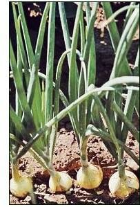 onions growing in garden