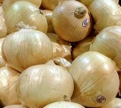 growing onions-vidalia-variety