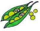 Peas in pod