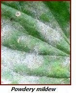 powdery mildew on leaf