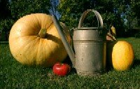 Pumpkins