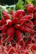 Radishes