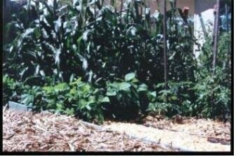 raised vegetable garden Les 8