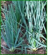 conditions for growing spring onions
