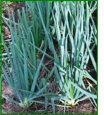 conditions for growing spring onions