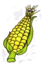 Growing sweet corn - sweet corn cob