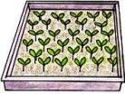 vegetable seedlings in tray