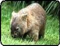Wombat on grassy lawn