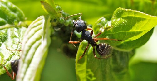 Organic garden ant control - ants with aphids