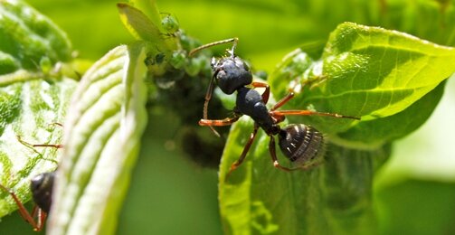 Ant Control In Garden Killing And Controlling Ants On Plants