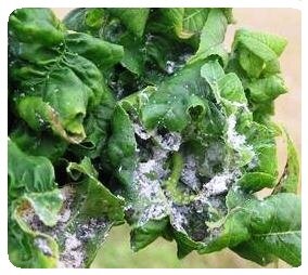 List of Garden Pests. Common Vegetable Garden Pest list A-Z