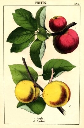 Growing fruit trees. Botanical apples and apricots fruits