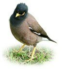 backyard mynah