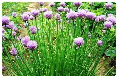 Garden herbs