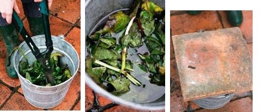 making comfrey tea in bucket