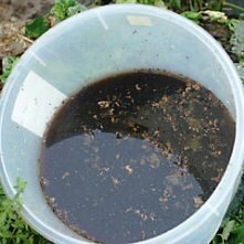 making compost tea in bucket