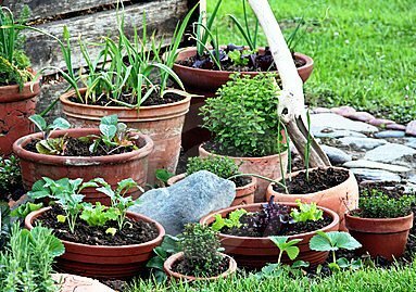 Container Vegetable Gardens Growing In Pots Indoor Or Balcony