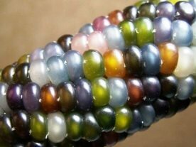 Corn - Indian glass gem