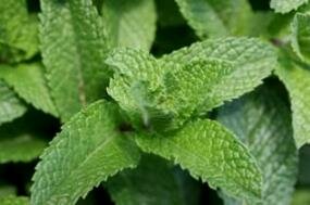 Drying Herbs - Mint