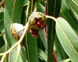 Eucalyptus oil for earwig control