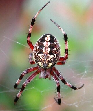 beneficial garden colourful spider