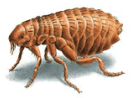 fleas are a pest in the garden