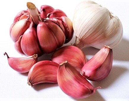 Garlic purple whole head