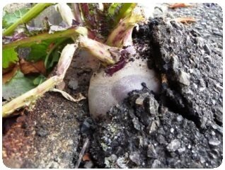 Beetroot growing up through road