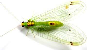 beneficial garden green lacewing