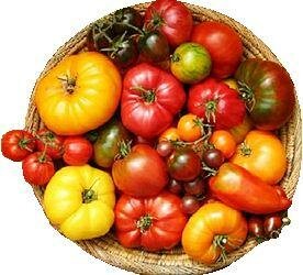Heirloom tomatoes in basket - heirloom seeds